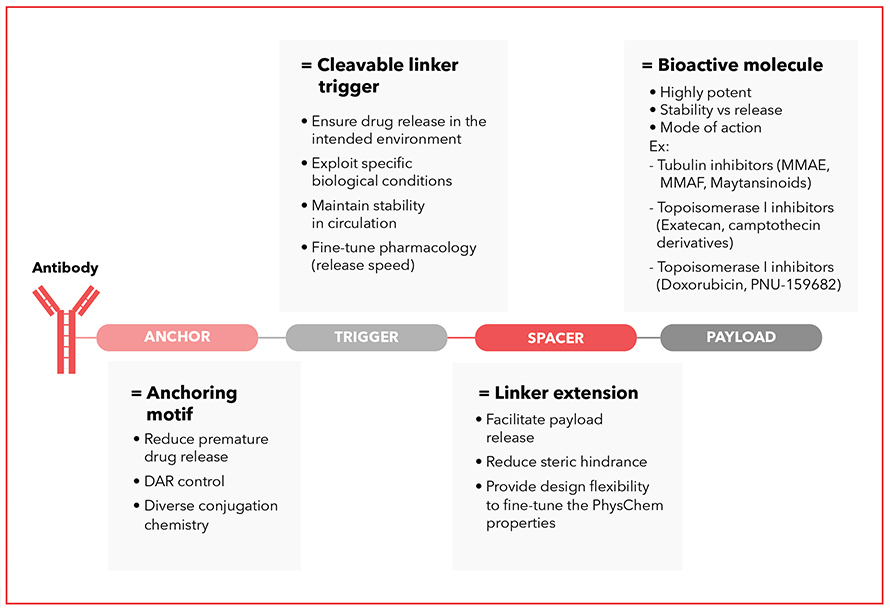 We create linker-payload constructs that are ready-for-ligation, ensuring integration into our clients' development pipelines.