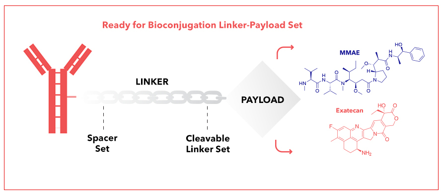 We create linker-payload constructs that are ready-for-ligation, ensuring integration into our clients' development pipelines.